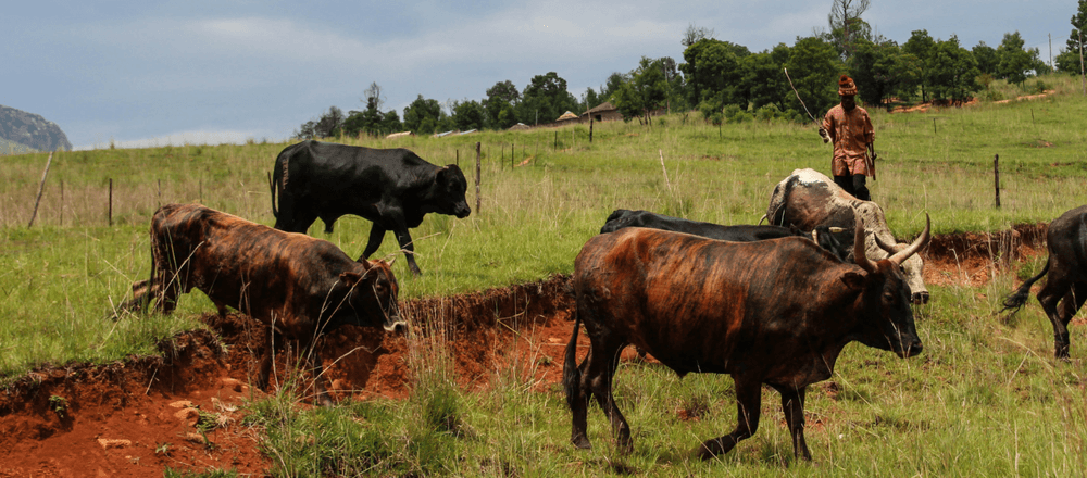cattle