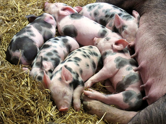 piglets-2736051_640